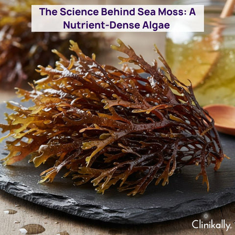 The Science Behind Sea Moss: A Nutrient-Dense Algae