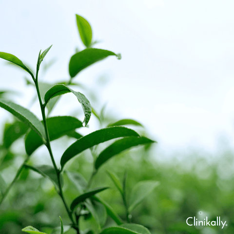 #8 Use green tea for hair fall reduction