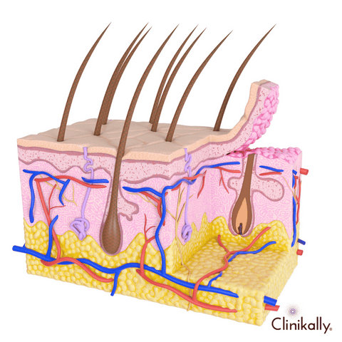 Quick facts about skin barrier