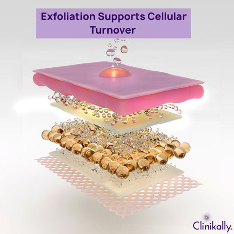 Exfoliation Supports Cellular Turnover