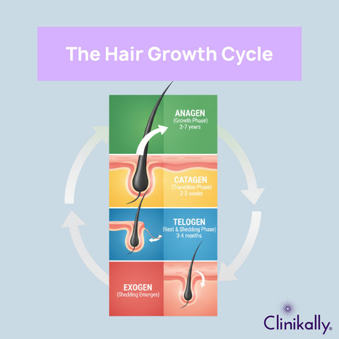 The hair growth cycle