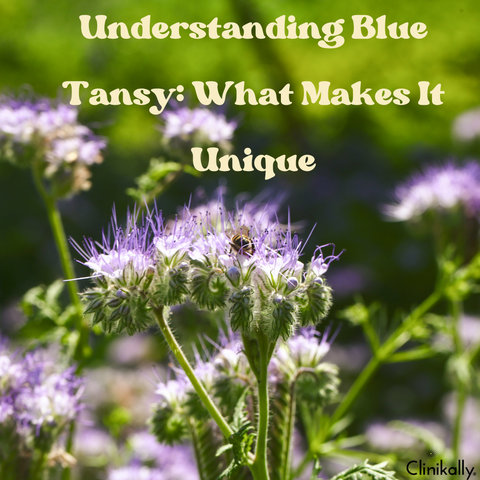 Understanding Blue Tansy: What Makes It Unique