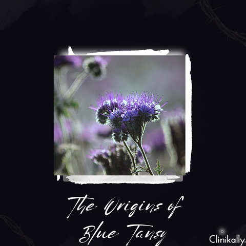 The Origins of Blue Tansy
