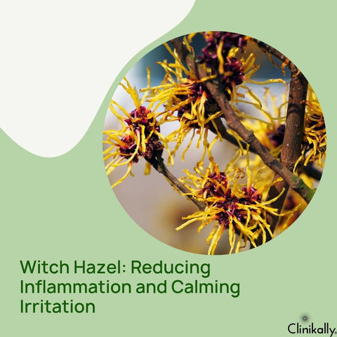Witch Hazel: Reducing Inflammation and Calming Irritation