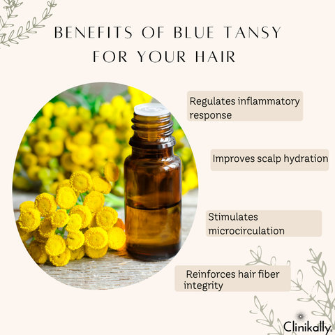 Benefits of Blue Tansy for Your Hair