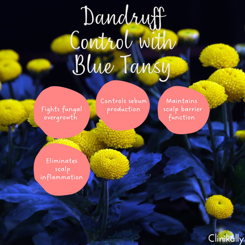 Dandruff Control with Blue Tansy