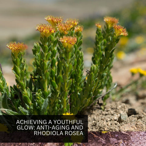 Achieving a Youthful Glow: Anti-Aging and Rhodiola Rosea