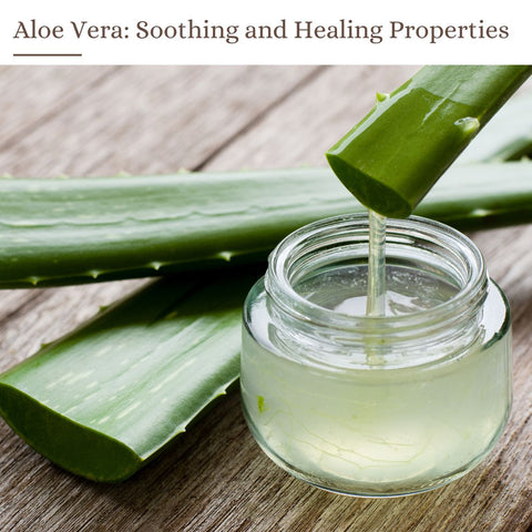 Aloe Vera: Soothing and Healing Properties
