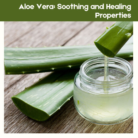 Aloe Vera: Soothing and Healing Properties