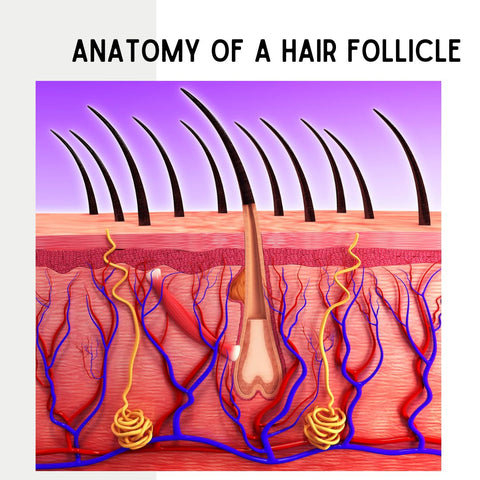 Anatomy of a Hair Follicle