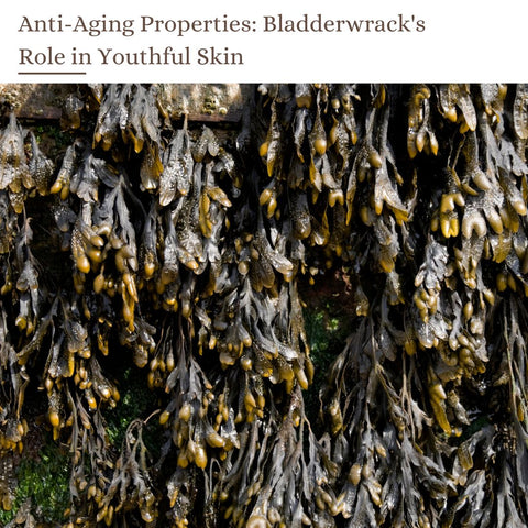 Anti-Aging Properties: Bladderwrack's Role in Youthful Skin