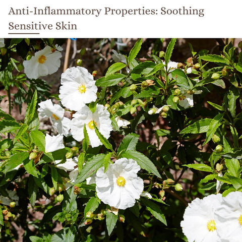 Anti-Inflammatory Properties: Soothing Sensitive Skin