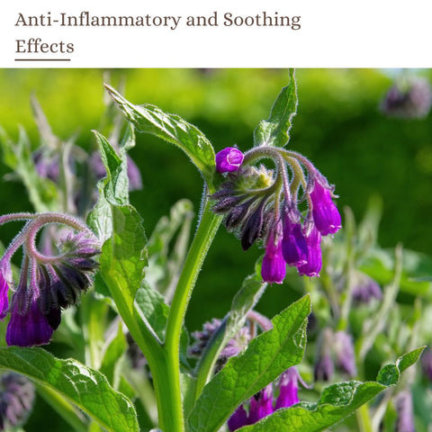 Anti-Inflammatory and Soothing Effects