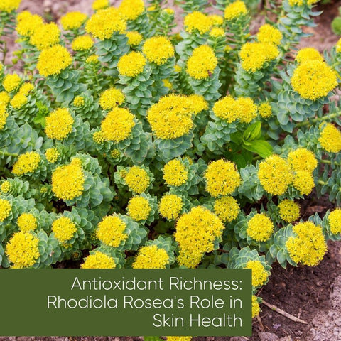 Antioxidant Richness: Rhodiola Rosea's Role in Skin Health