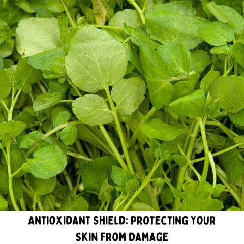 Antioxidant Shield: Protecting Your Skin from Damage