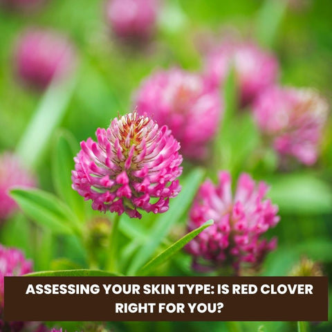Assessing Your Skin Type: Is Red Clover Right for You?