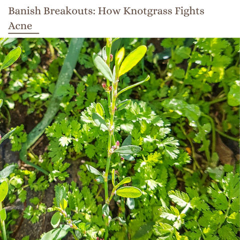 Banish Breakouts: How Knotgrass Fights Acne
