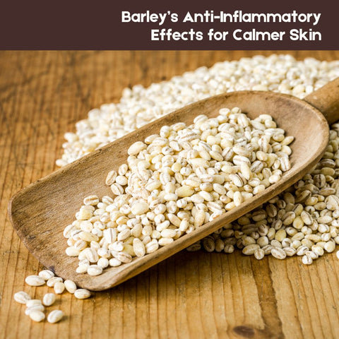 Barley’s Anti-Inflammatory Effects for Calmer Skin