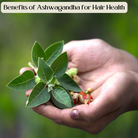 Benefits of Ashwagandha for Hair Health