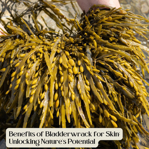 Benefits of Bladderwrack for Skin: Unlocking Nature’s Potential
