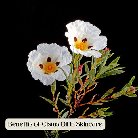 Benefits of Cistus Oil in Skincare