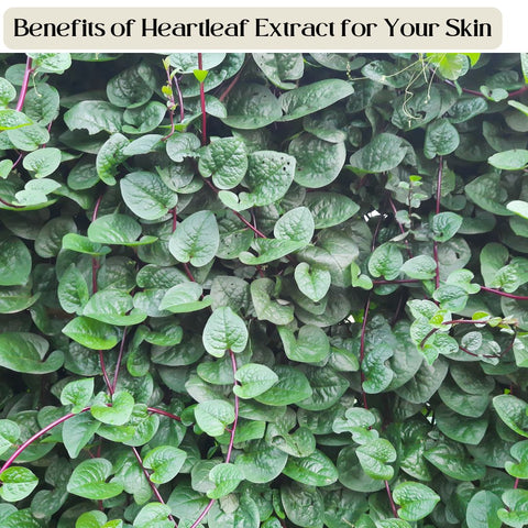 Benefits of Heartleaf Extract for Your Skin