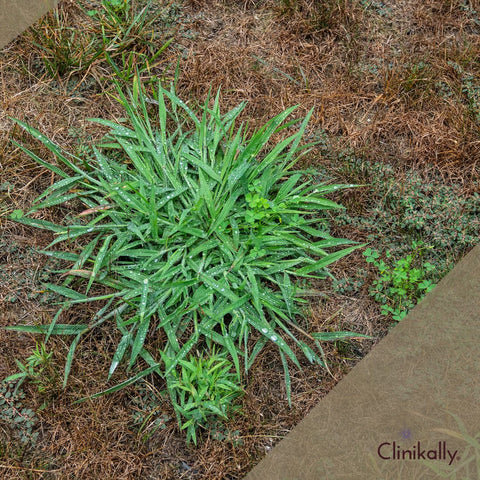 Embracing Horny Goat Weed Responsibly: A Final Word of Advice