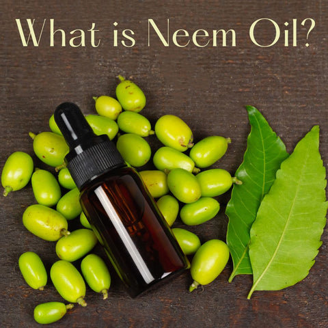 What is Neem Oil?