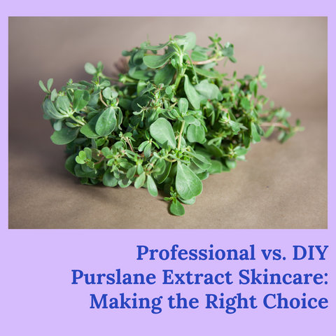 Professional vs. DIY Purslane Extract Skincare: Making the Right Choice