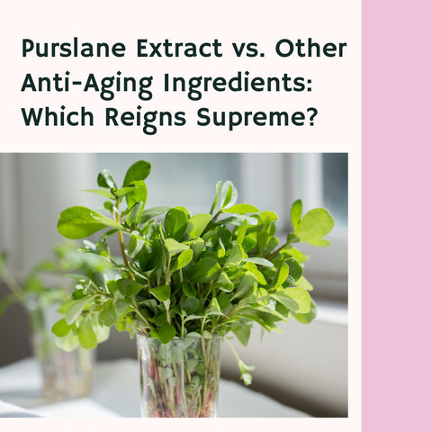 Purslane Extract vs. Other Anti-Aging Ingredients: Which Reigns Supreme?