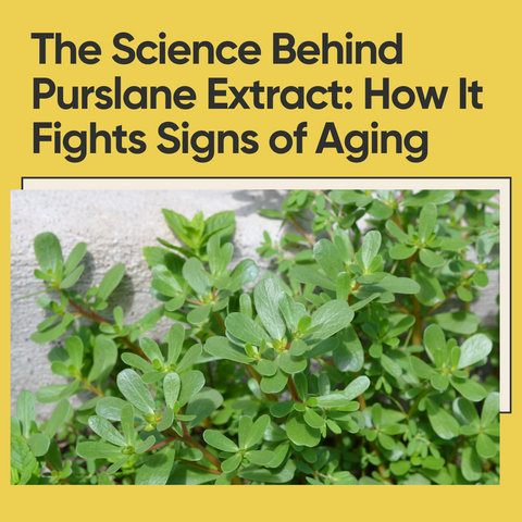The Science Behind Purslane Extract: How It Fights Signs of Aging