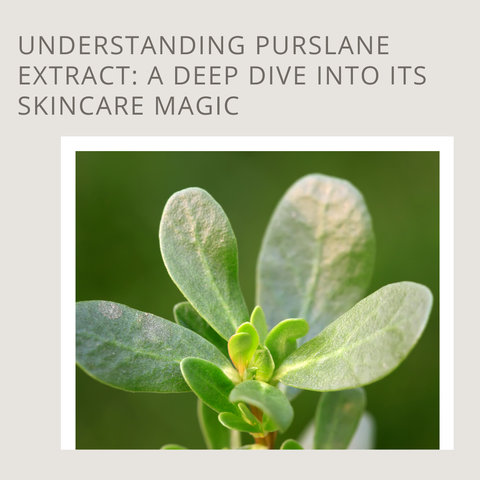 Understanding Purslane Extract: A Deep Dive into Its Skincare Magic
