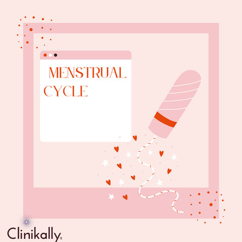 Menstrual Cycle