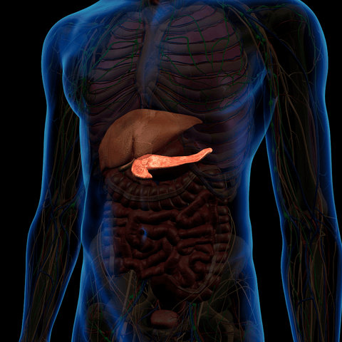 Understanding Metabolism: The Key to Sustainable Weight Loss