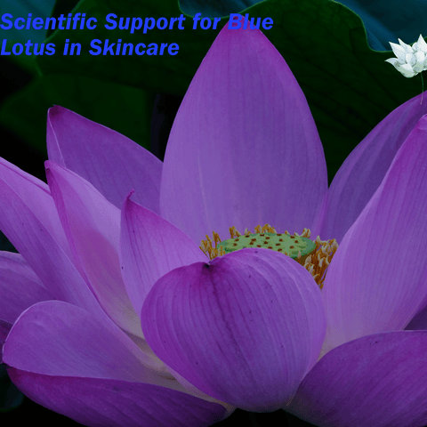 Scientific Support for Blue Lotus in Skincare