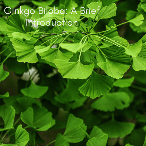 Ginkgo Biloba: A Brief Introduction