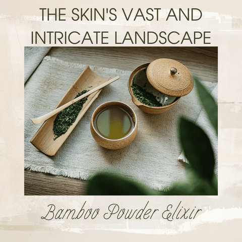 The Skin's Vast and Intricate Landscape