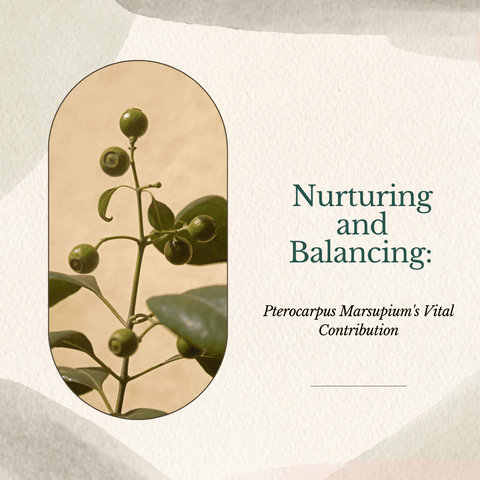 Nurturing and Balancing: Pterocarpus Marsupium's Vital Contribution