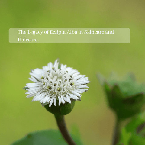 The Legacy of Eclipta Alba in Skincare and Haircare