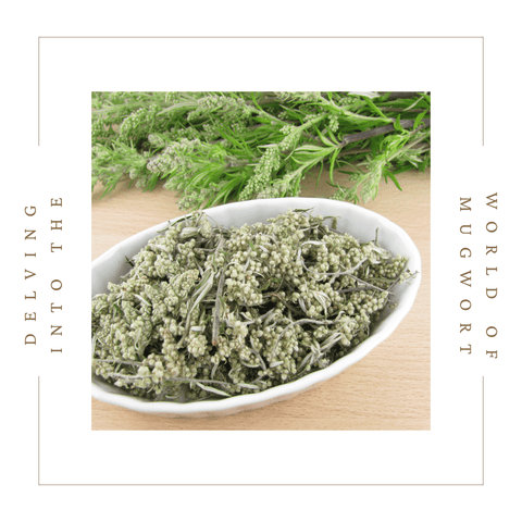 Delving into the World of Mugwort