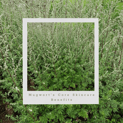 Mugwort's Core Skincare Benefits