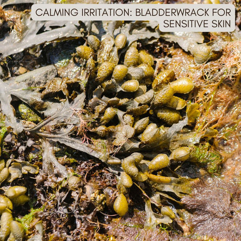 Calming Irritation: Bladderwrack for Sensitive Skin