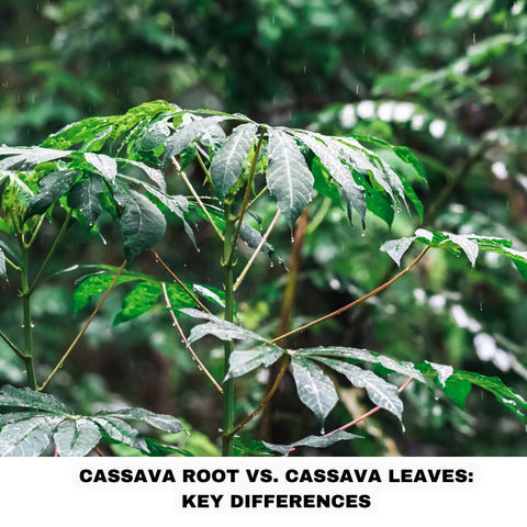 Cassava Root vs. Cassava Leaves: Key Differences