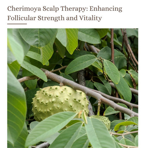 Cherimoya Scalp Therapy: Enhancing Follicular Strength and Vitality