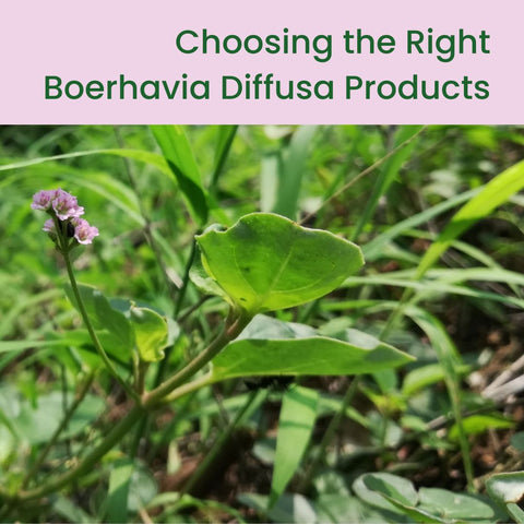 Choosing the Right Boerhavia Diffusa Products