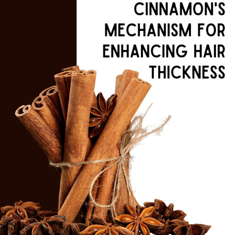 Cinnamon's Mechanism for Enhancing Hair Thickness