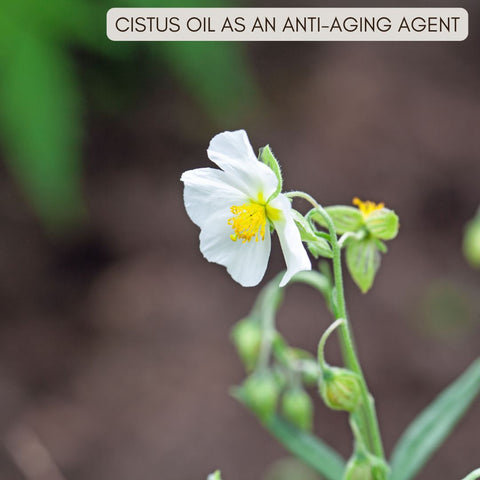 Cistus Oil as an Anti-Aging Agent