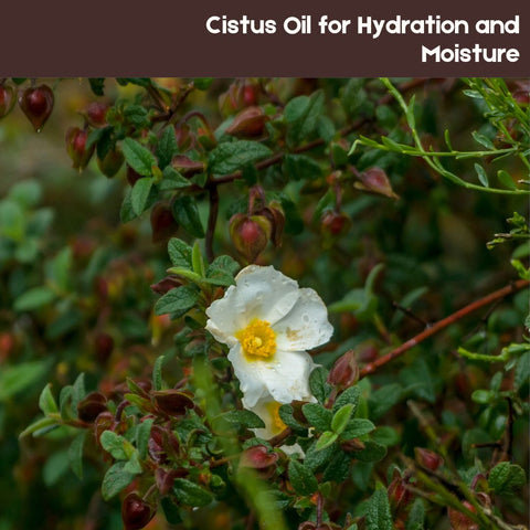 Cistus Oil for Hydration and Moisture