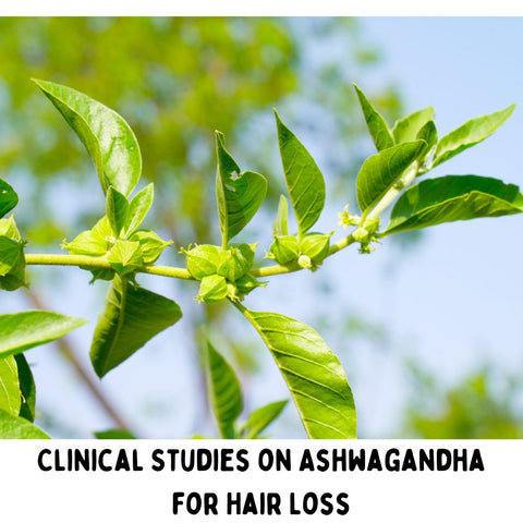 Clinical Studies on Ashwagandha for Hair Loss