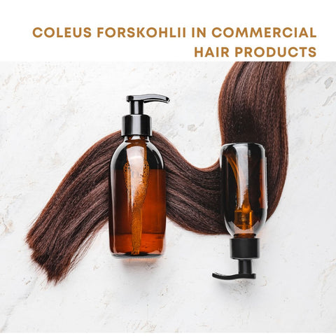 Coleus Forskohlii in Commercial Hair Products